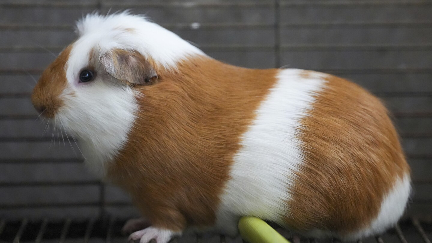 Which country eats guinea pigs deals
